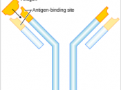 Monoclonal Antibodies (Part