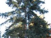 Plant Week: Picea Asperata