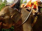 Enjoy India Holidays with Elephant Safari