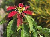 Legend Christmas Poinsettia: Holiday Entertaining Knowledge