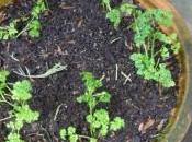 Parsley Experiment