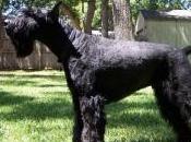 Featured Animal: Giant Schnauzer