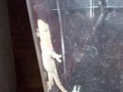 Weekly Wrap Lizards Bathroom, Hands-on Science More