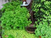 Green Thoughts Shade