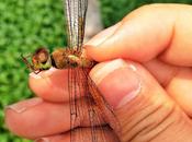 Photography: Magical Encounter with Dragonfly