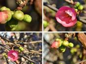 Coveting Next Doors Quinces