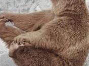 Asheville Baby-bear Boom Expected, Focus Family Blames Pre-marital Sex, Bears