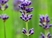 About Lavender Where Find Best Essential Oils
