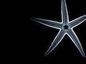 Featured Animal: Starfish