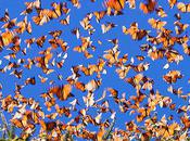 Monarch Migration Staggering Spectacle Nature