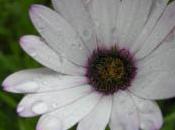 Plant Week: Osteospermum ‘Cannington Roy’