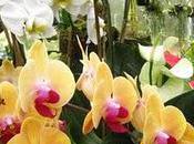 Orgy Orchids