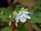 Plant Week: Houttuynia Cordata ‘Flora Pleno’