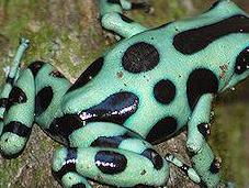 Harlequin Poison Dart Frogs