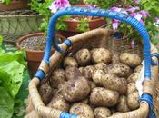 Potato Yields Grow Bags (and Other Things)