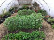 Polytunnel Envy