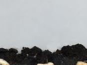 Beans Case Experiment