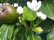 Pear Blossom??