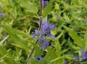 Plant Week: Caryopteris Clandonensis “Worcester Gold”