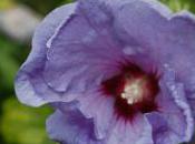 Plant Week: Hibiscus Syriacus ‘blue Bird’