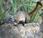 Featured Animal: Coati
