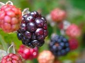 Blackberries Ready!