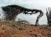 World's Most Amazing Trees