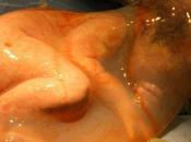 Veiled Birth Image Giving With Amniotic Intact