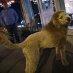 Calls ‘Baby Lion’ Turn Coiffed