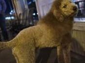 Calls ‘Baby Lion’ Turn Coiffed