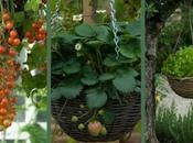 Versatility Hanging Baskets