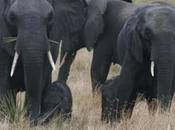 Tembe Elephant Park: Travel Adventure 2012