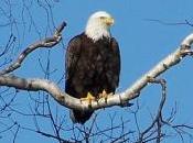 Keystone Pipeline Route Near Bald Eagle Nest Ruffles Feathers