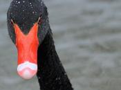 Black Swan Robustness