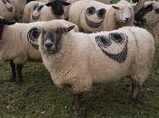 Hundreds Sheep Branded With Smiley Face