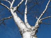 Birch Tree Farmingdale