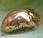 Tortoise Beetle Amazing Metallic Arthropods