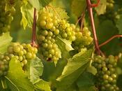 Join These Grapes Traverse City Wine Festival This Saturday