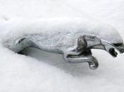 Snow Jaguar... Spirit Guide Dream Guardian?