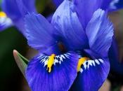 Photo: Dwarf Irises
