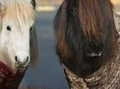 Shetland Ponies Cardigans