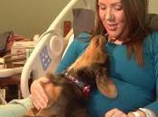 ‘Dog Days’ Ease Anxiety Hospitalized Pregnant Women