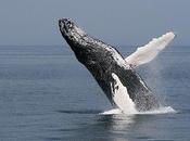 Majestic Beauty Whales Wild