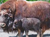 Baby Musk Oxen Surprisingly Adorable