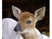 Couple Fined Rescuing Baby Deer