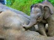 Four Pygmy Elephants Found Dead: Victims Palm Plantations