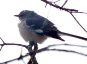 Photo Essay: Northern Mockingbird Sighted Near Thickson’s Woods, Whitby, Ontario