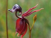 Flying Duck Orchid Australia's Other Amazing Anatine Attraction