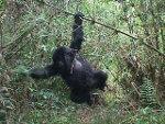 Mountain Gorilla Population Number Increases