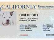 Honking Dogs Road with Subaru